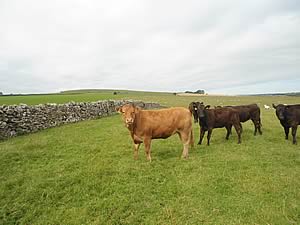 Edgehill Farm