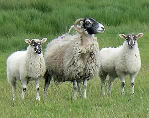 Swaledale ewe and lambs