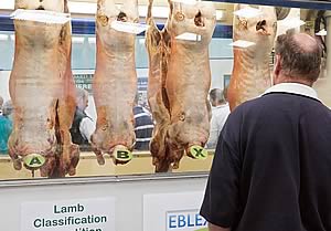 lamb carcases