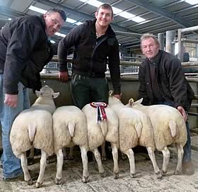 prime lamb champions