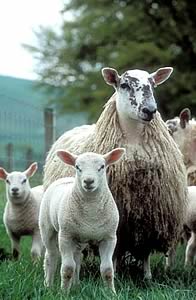Ewes and lambs
