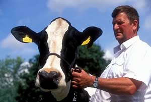 holstein cows