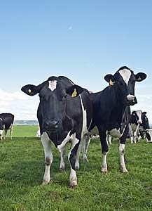 Dairy cows