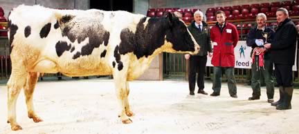 Craven Diary Auction champion