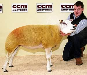 Skipton Beltex champion