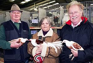 Red Saddle Yokohama bantams