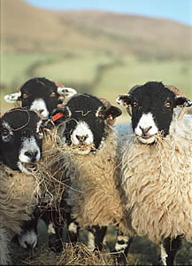 swaledale sheep