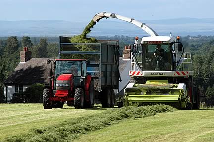silage foraging