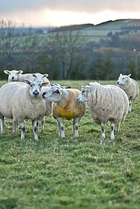 ewes with ram