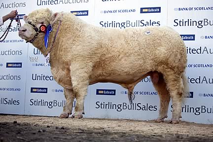 Burradon Goldenballs