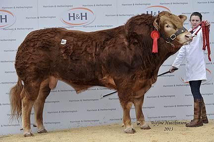 Huntershall Gladiator