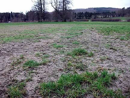 Overseed bare patches to prevent ingress of unproductive grasses and weeds.