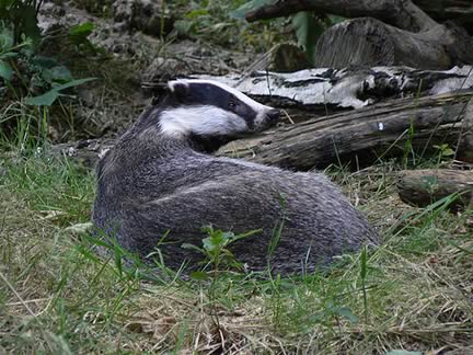 <a href="http://animalphotos.info/a/2007/12/16/european-badget-amidst-grass-and-stumps/"><img src="http://farm2.static.flickr.com/1359/772246684_f66a1029d4.jpg"> </a>