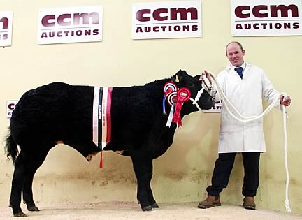Ian Townson with his Craven Champions Day title-winning British Blue bullock