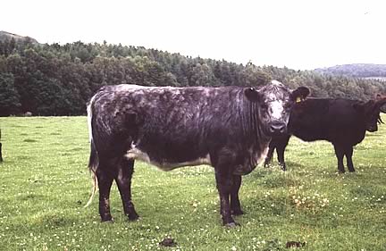 Blue Grey Heifer