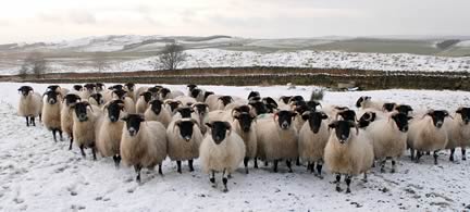 Blackfaced Sheep