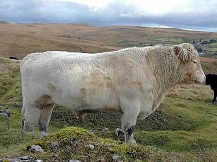 Whitebred Shorthorn Bull