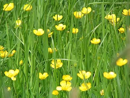 Buttercups