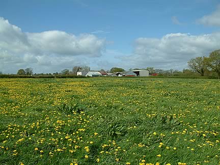 Dandelions and docks