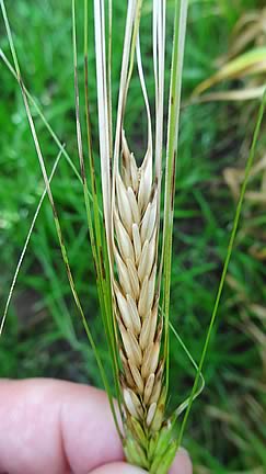 Fusarium Spring Barley 