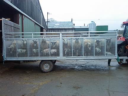 A custom built trailer with individual pens helps prevent stress on the ewes and lambs when turning out after lambing and mis-mothering is minimal.