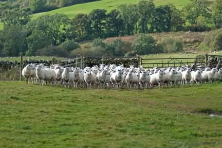 Colin Forsyth chose to run a closed flock of Lleyn ewes which would adapt to the conditions on the hill at Bennan.