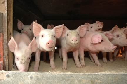 Pigs