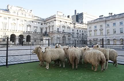 Sheep in London