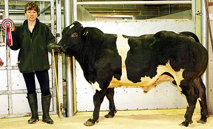 Champion Feeding Bull