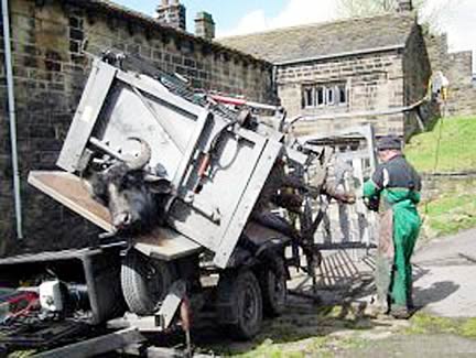 Foot Trimming a Buffalo