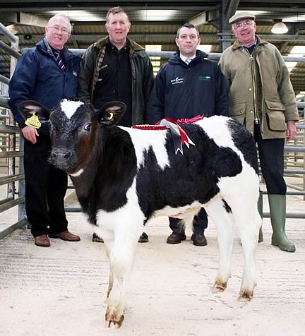 CCM Skipton Spring rearing calf 
