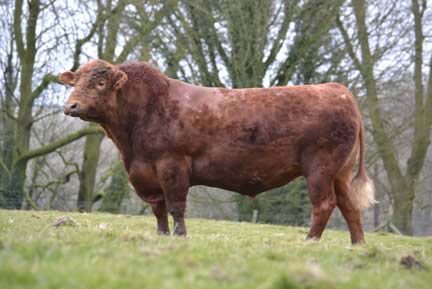 Stabiliser Bull - Givendale Louie 