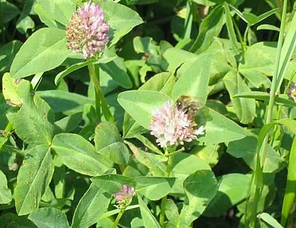  There are a multiplicity of influences on bee health globally