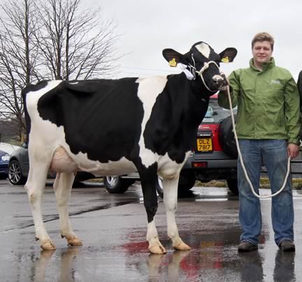 Glasson Champion E Butterfly shown by Simon Haffey, Portadown