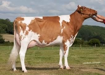 Moorshard Talented Shower Red