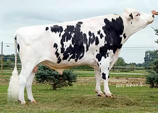 Whitman O Man Awesome Andy