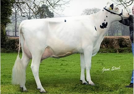 Laurelhill Laudan Fay EX91