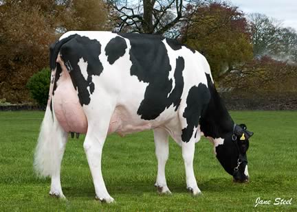 Wyndhurst Incredible Galia