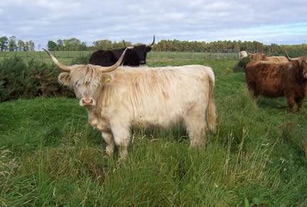 Highland Cattle