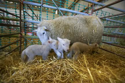Perendale ewe and Dorset cross lambs