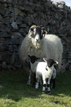 Ewe & Lambs