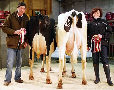 Craven Dairy Auction champion