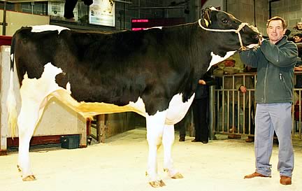 Brian Moorhouse with his Skipton dairy bull champion Aireburn Alan.