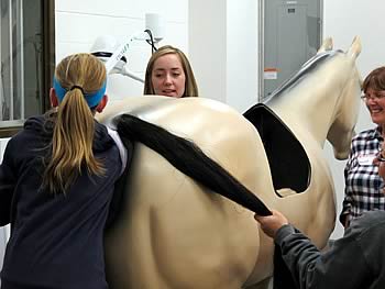 Equine Colic Simulator