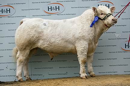 Westcarse Houdini - 14,000gns 
