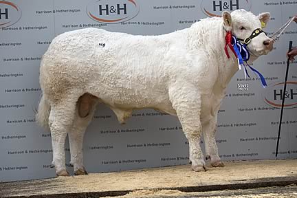 Whitecliffe Highlight - 31,000gns 