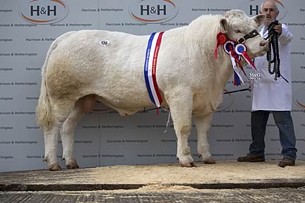 Glencoe Hagrid - 9,000gns 