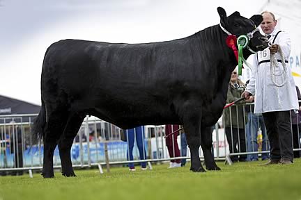 The overall Aberdeen-Angus breed champion and reserve interbreed champion Old Glenort Lavender L251 from James Porter, Ballinderry, Lisburn.