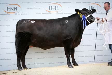 Top priced female and reserve female champion Elliot Rosebud L279 from John Elliot, Bova-Gen. She sold for 5000gns to Gordon Brooke for 5000gns