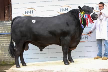 Top priced Aberdeen-Angus bull and overall champion Hallington Julis Eric L314 from Alan Lawson, sold for 8000gns